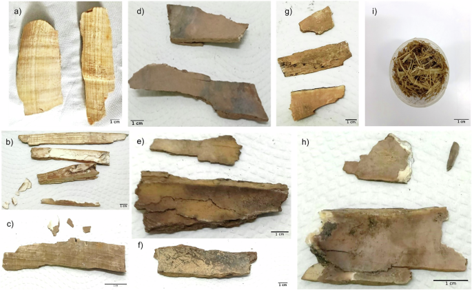 Fig. 1: Ivory tusks samples from the BH-001 shipwreck (Faial, Azores, Portugal).