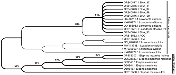 Fig. 7: Maximum likelihood phylogenetic tree of the short fragment of the cytochrome b (Ctyb) sequence data.