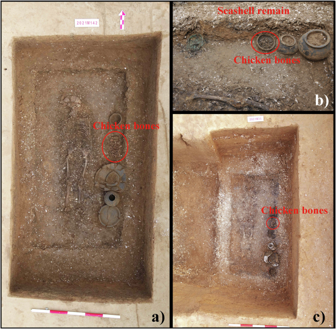 Fig. 3: Shell, faunal remains and funerary objects unearthed in the tombs at Shagangzi Cemetery.
