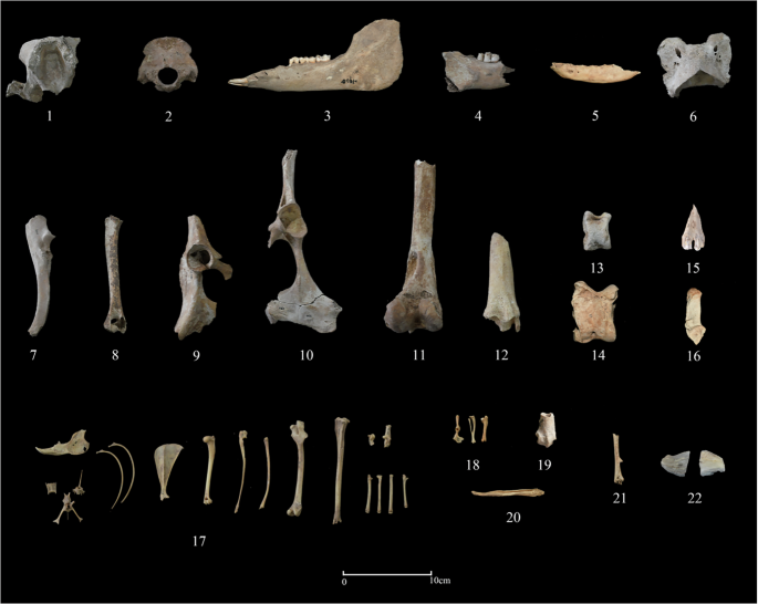 Fig. 2: Animal remains from Longshan period contexts at Xiaweiluo.