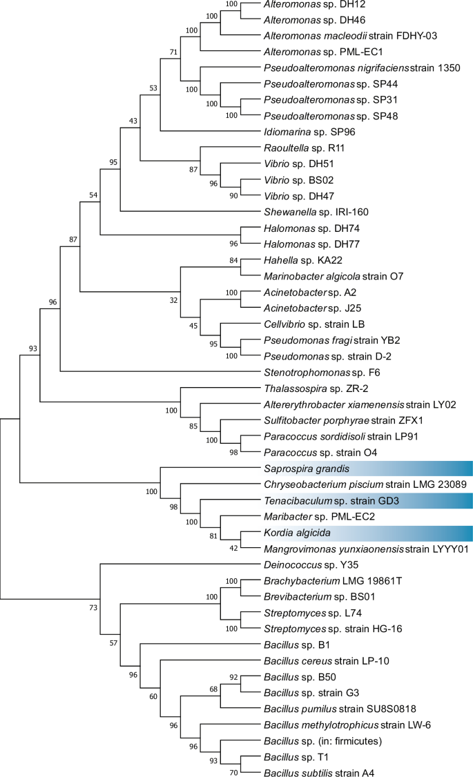 Fig. 2: Phylogenetic tree of typical algicidal bacteria.