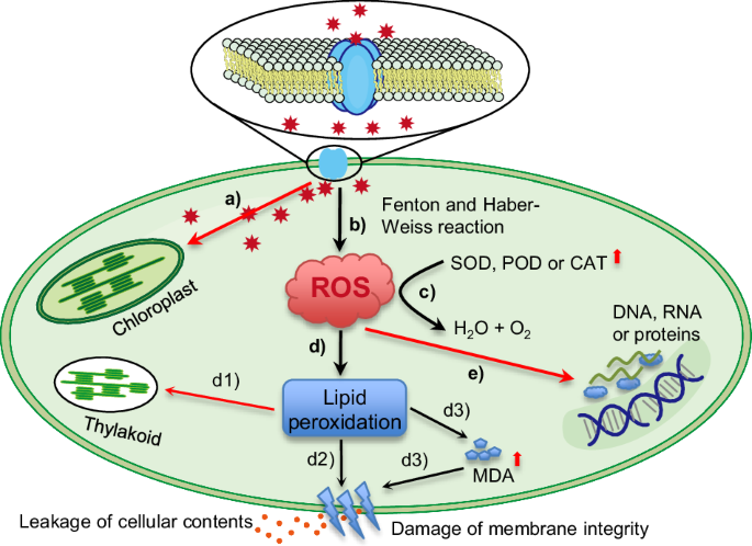 Fig. 4: Algicidal mechanisms involved in oxidative stress.