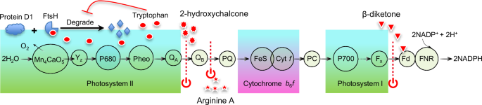 Fig. 5: Mechanism of photosynthetic inhibition by algicidal chemicals.