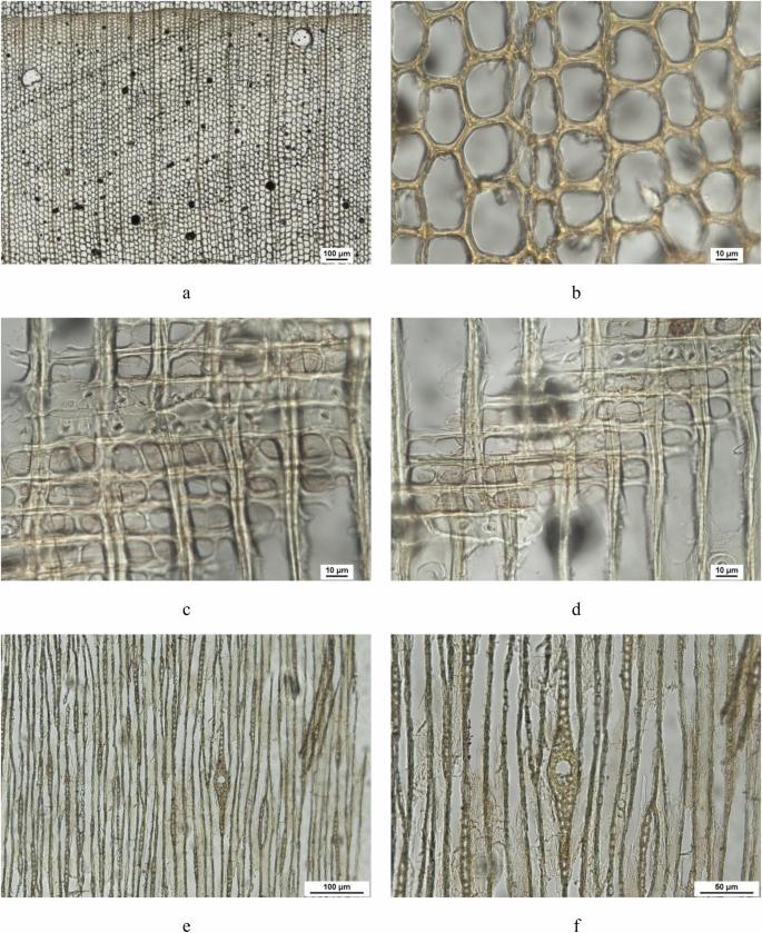 Fig. 3: Anatomical structure of Group II wood.