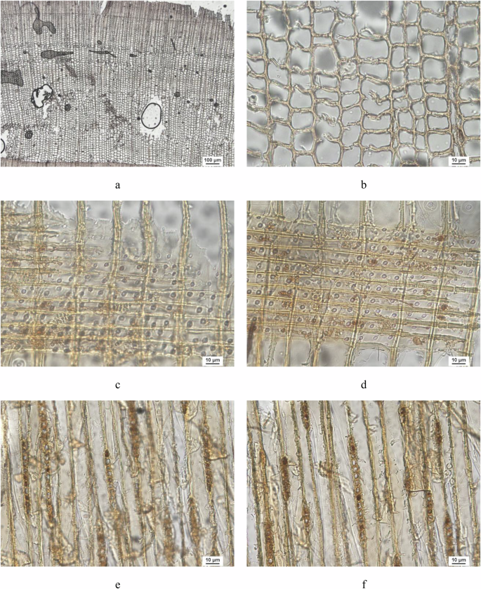 Fig. 4: Anatomical structure of Group III wood.