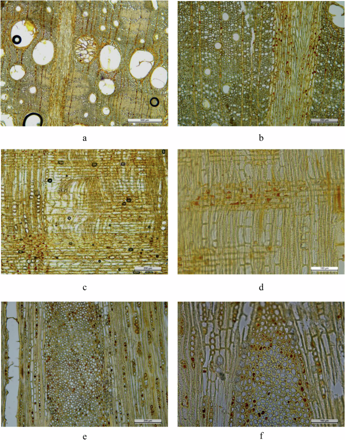 Fig. 5: Anatomical structure of Group IV wood.