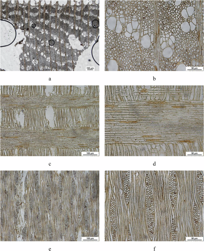 Fig. 6: Anatomical structure of Group V wood.