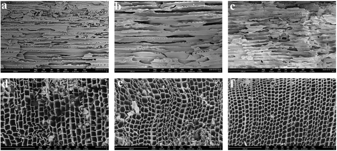 Fig. 2: SEM microstructures of Larix potaninii samples at different degradation depths.