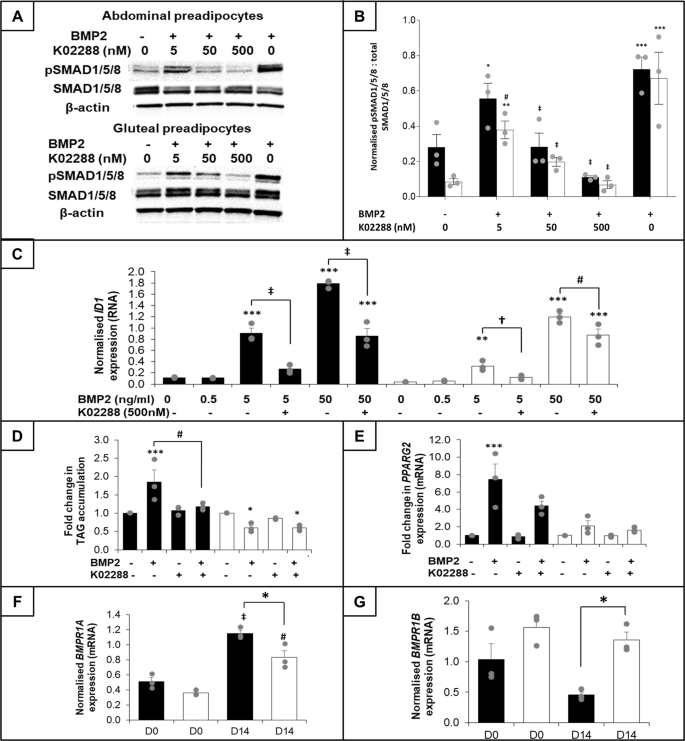 Bone Morphogenetic Protein 2 Is A Depot Specific Regulator Of Human Adipogenesis International Journal Of Obesity
