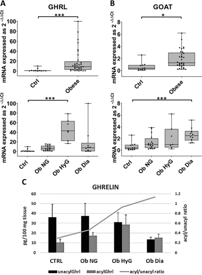 Gastric Ghrelin Cells In Obese Patients Are Hyperactive International Journal Of Obesity