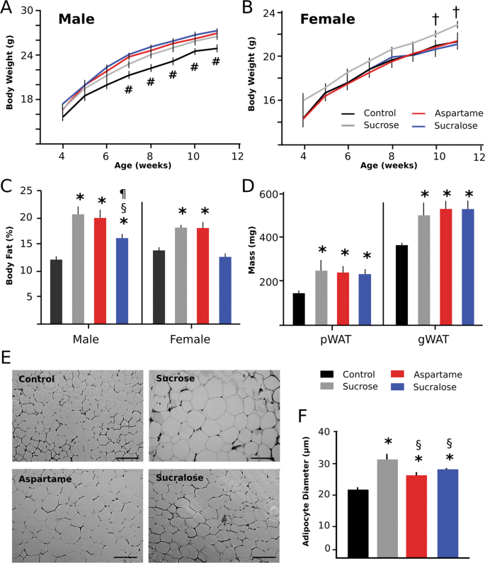 Nonnutritive Sweetener Consumption During Pregnancy Adiposity And Adipocyte Differentiation In Offspring Evidence From Humans Mice And Cells International Journal Of Obesity