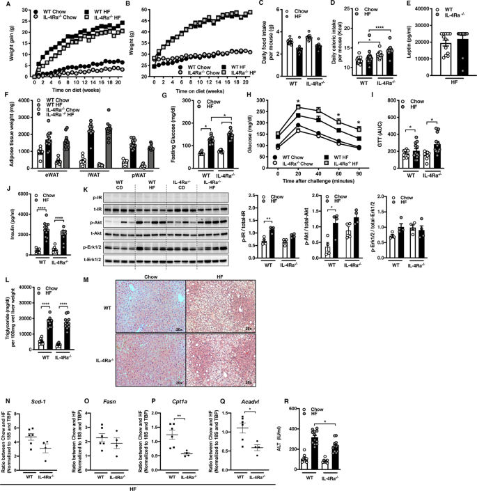 Fig. 1: Dichotomous impact of IL-4Rα expression on HF diet-induced metabolic sequelae.