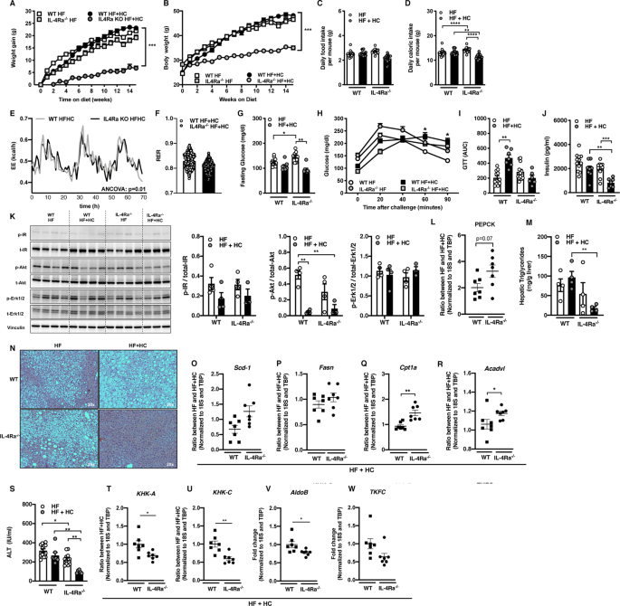 Fig. 2: IL-4Rα regulates HF + HC diet-induced weight-gain and associated metabolic sequelae.