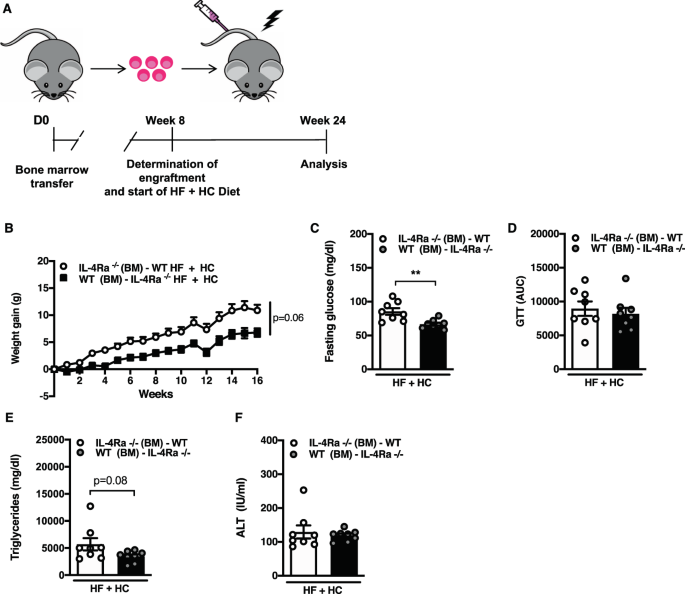 Fig. 4: Non-hematopoietic IL-4Rα expression impacts HF + HC induced weight gain and associated sequelae.