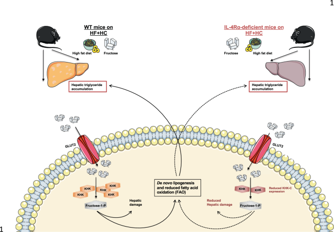 Fig. 6: Schematic overview of potential IL-4Rα contribution to HF + HC-driven obesity and obesity-associated metabolic derangements.