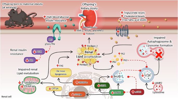 Maternal obesity promotes impaired renal autophagic process and kidney ...