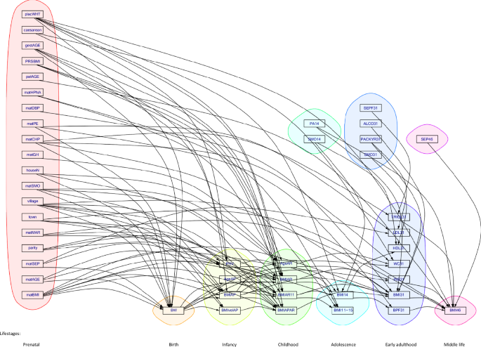 Fig. 2: Directed acyclic graph (DAG) from the Bayesian path analysis model (BLSEM) on BMI46 thresholding for mean posterior probabilities (MPPIs) ≥ 0.5 to illustrate multiple pathways across the life-course (n = 4119).