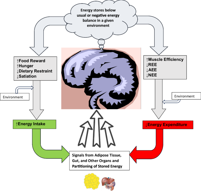 Fig. 1: Schematic of the systems regulating body weight.