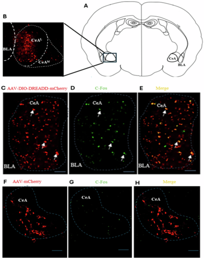 Fig. 1: Stereotaxic microinjections targeting the central amygdala (CeA) in NPY-Cre mice.