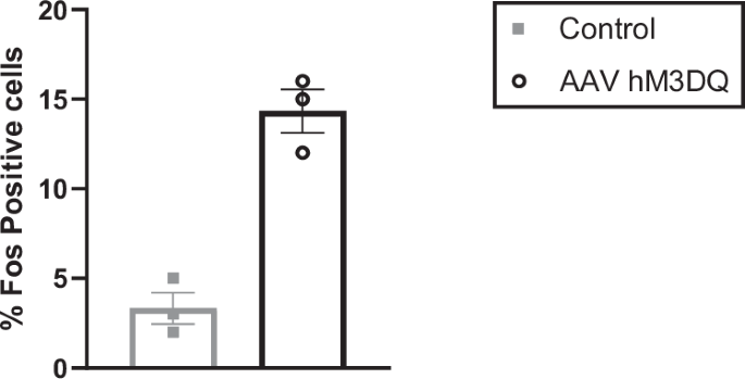 Fig. 2: Animals expressing hM3Dq showed a significant increase in Fos colocalization compared with control animals injected with AAV-mCherry.