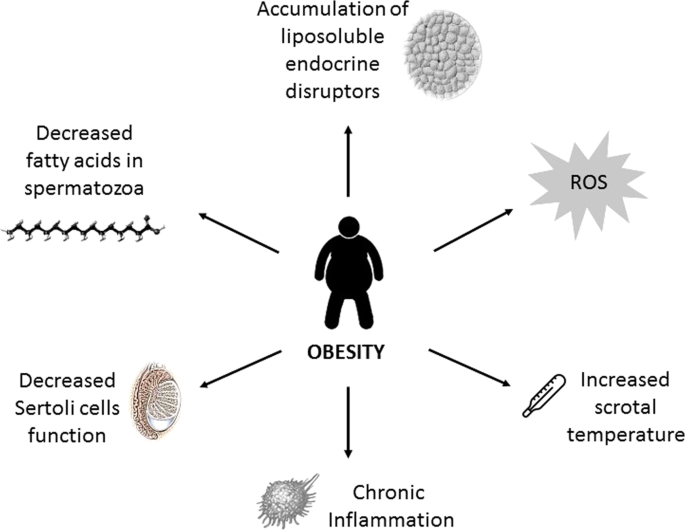 How Much Does Obesity Affect The Male Reproductive Function International Journal Of Obesity Supplements