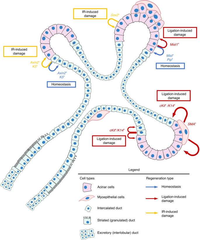 Salivary gland function, development, and regeneration
