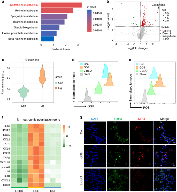 in vivo tracking of glutathione metabolism CHAC2-mediated metabolic reprogramming drives N1 polarization bone marrow neutrophils and exacerbates inflammatory comorbidities sunscreen with adenosine