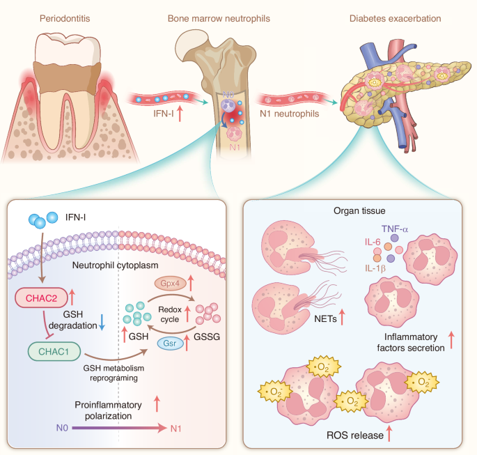 CHAC2-mediated glutathione metabolic reprogramming drives N1 polarization of bone marrow neutrophils and exacerbates inflammatory comorbidities