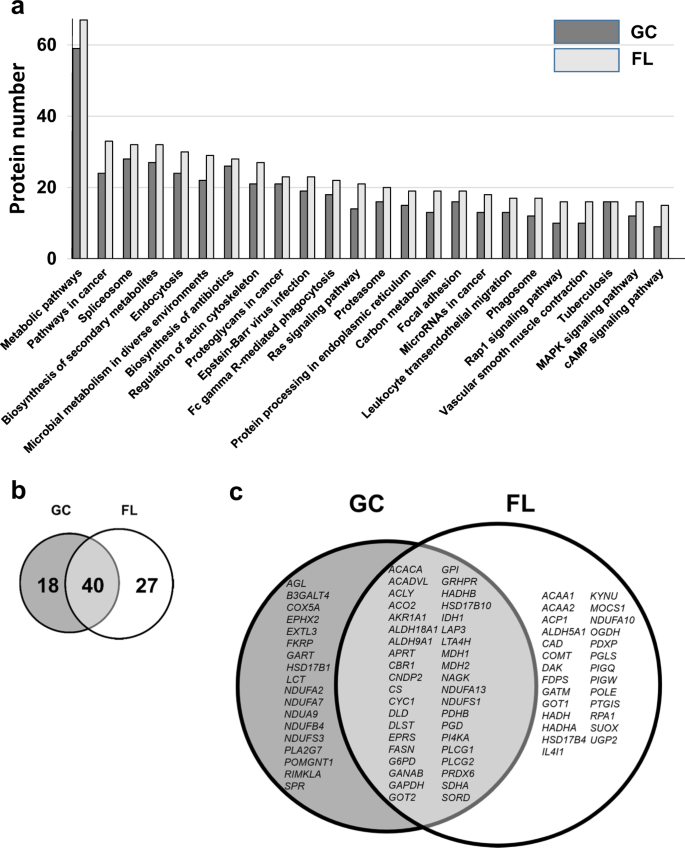 Fatty Acid Beta Oxidation Enzyme Hadha Is A Novel Potential Therapeutic Target In Malignant Lymphoma Laboratory Investigation Fatty Acid Beta Oxidation Enzyme Hadha Is A Novel Potential Therapeutic Target In Malignant Lymphoma Laboratory Investigation