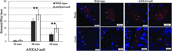 figure c