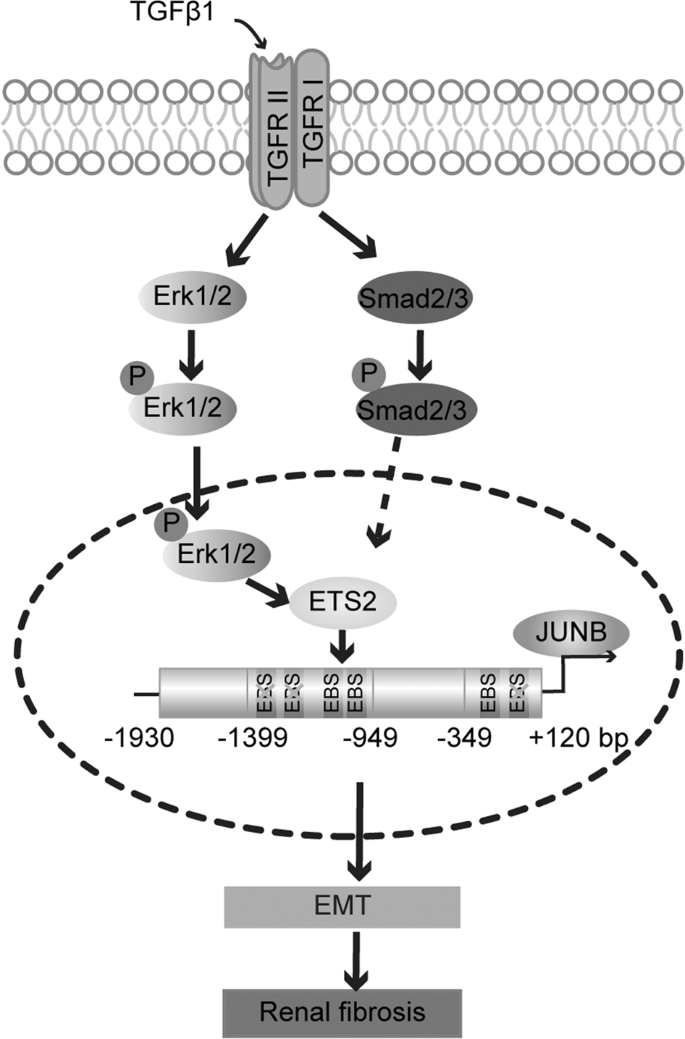 ETS2 promotes epithelial-to-mesenchymal transition in renal fibrosis by  targeting JUNB transcription | Laboratory Investigation