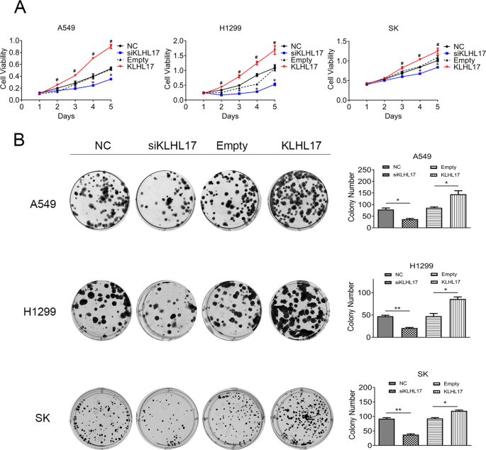 Fig. 4: KLHL17 promotes the proliferation of non-small cell lung cancer cells.