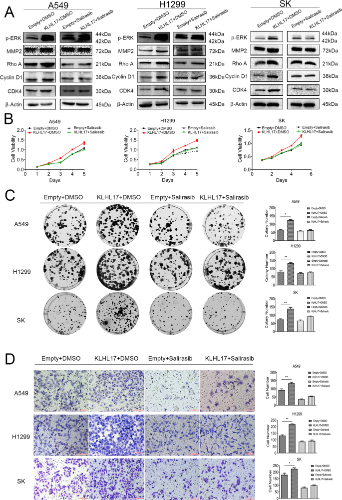 Fig. 7: Inhibition of Ras/MAPK signaling pathway with Ras inhibitor salirasib prevents KLHL17-induced Ras/MAPK activity as well as tumor proliferation and migration.