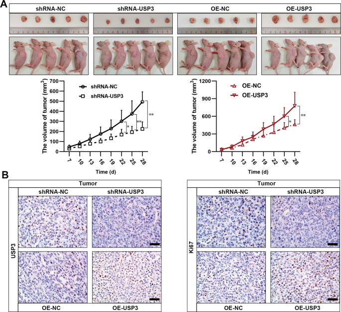 Fig. 3: USP3 ectopic expression regulates tumor growth in vivo.