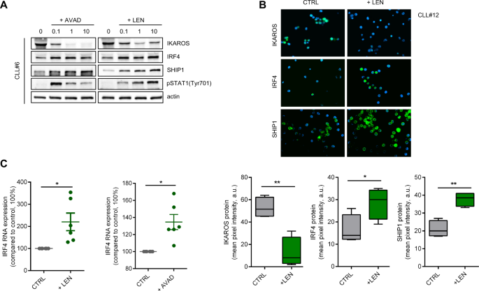 Irf4 Modulates The Response To Bcr Activation In Chronic Lymphocytic Leukemia Regulating Ikaros And Syk Leukemia