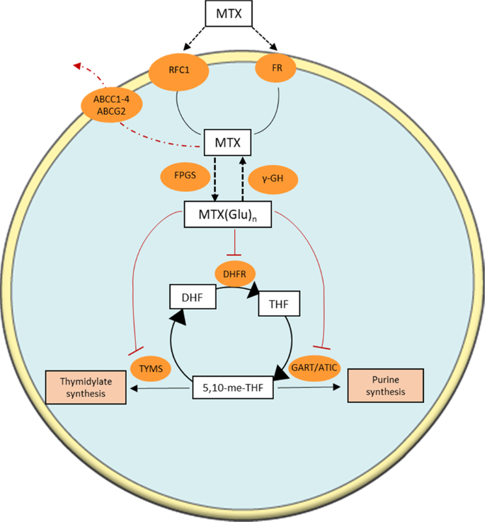 folate metabolism methotrexate