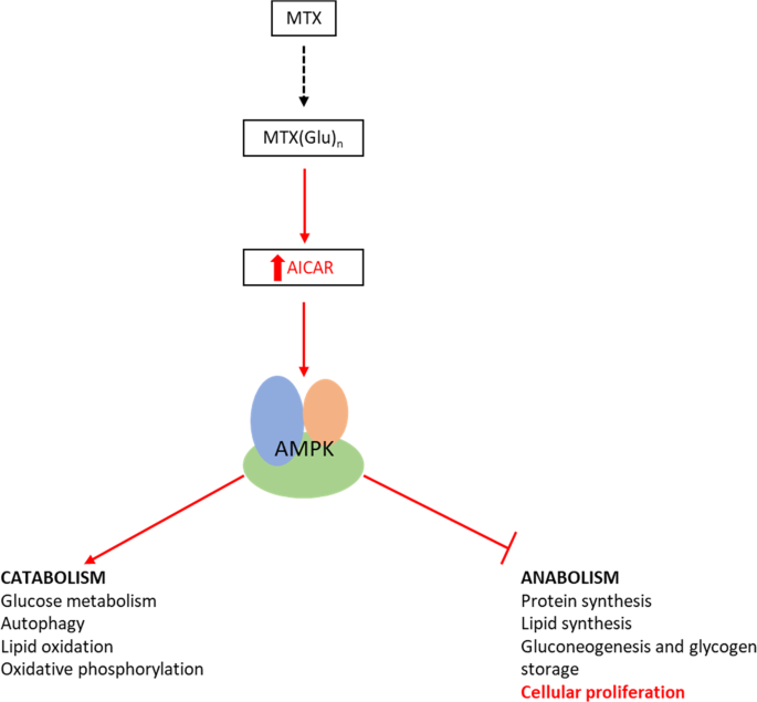 folate metabolism methotrexate