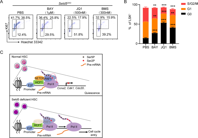 Fig. 7: Setd5CKO deficiencies could be partially rescued by super elongation complex-related inhibitors.