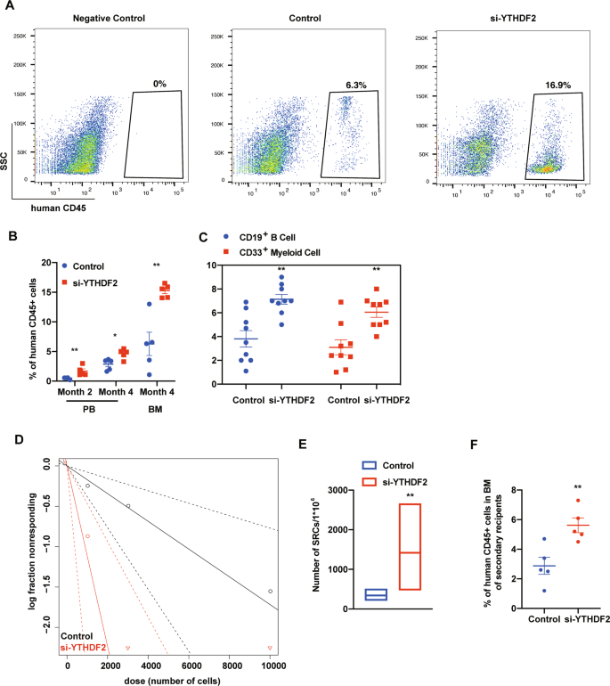 Fig. 3: Transient downregulation of YTHDF2 by siRNA enhanced human CB CD34+ cell engraftment.