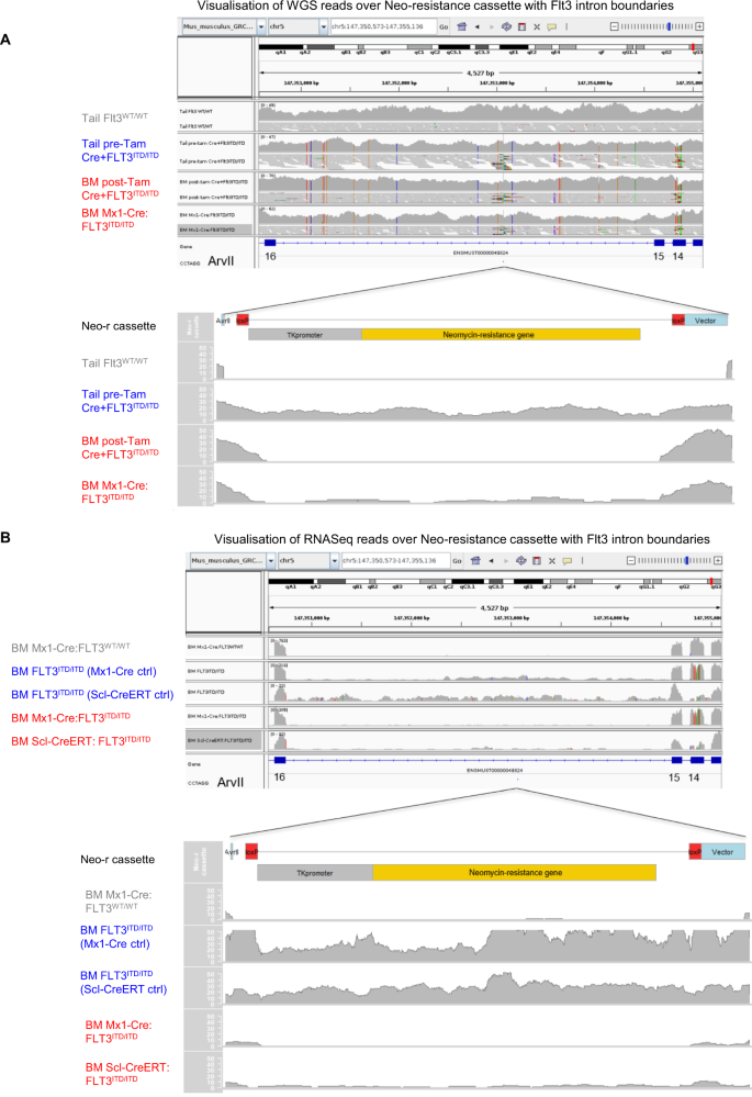 Excision of the loxP-flanked neomycin cassette. (A) The