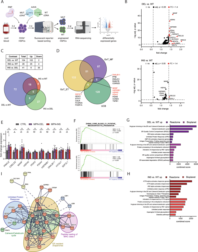 Fig. 4: CALR MUT human HSPCs show dysregulated ER stress response mechanisms.