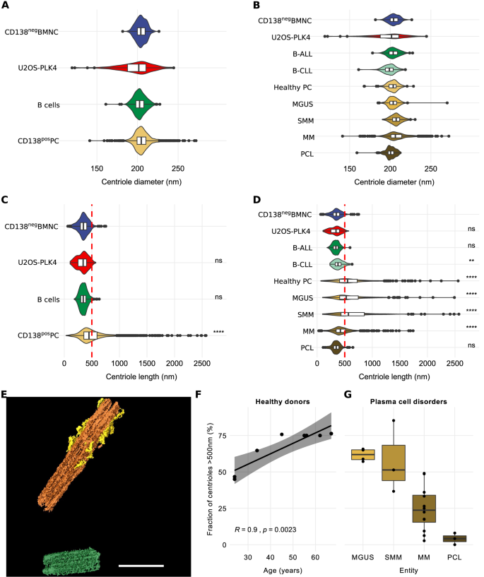 Fig. 1: Over-elongation of centrioles increases with age in human plasma cells and decreases with increasingly aggressive stages of plasma cell disorders.