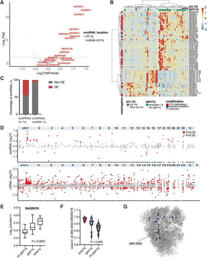 Fig. 1: Patients with 1q gain express higher levels of snoRNAs expressed from 1q25 region.