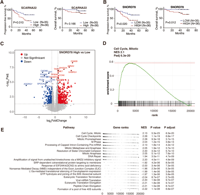 Fig. 2: SNORD78 was upregulated in gain1q patients and associated with poor survival.