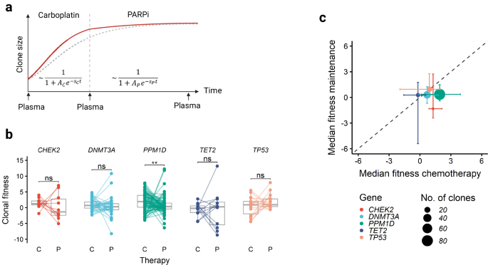 Fig. 5: Comparison of clonal fitness under carboplatin and PARPi therapy.