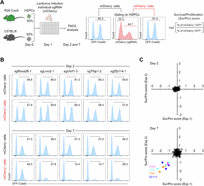 Fig. 1: In vitro CRISPR/Cas9-based screen to identify determinants for HSPC expansion.