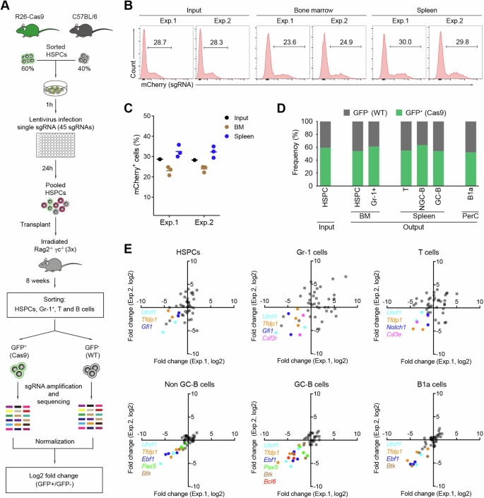 Fig. 2: In vivo CRISPR/Cas9-mediated screen to identify regulators of hematopoiesis.