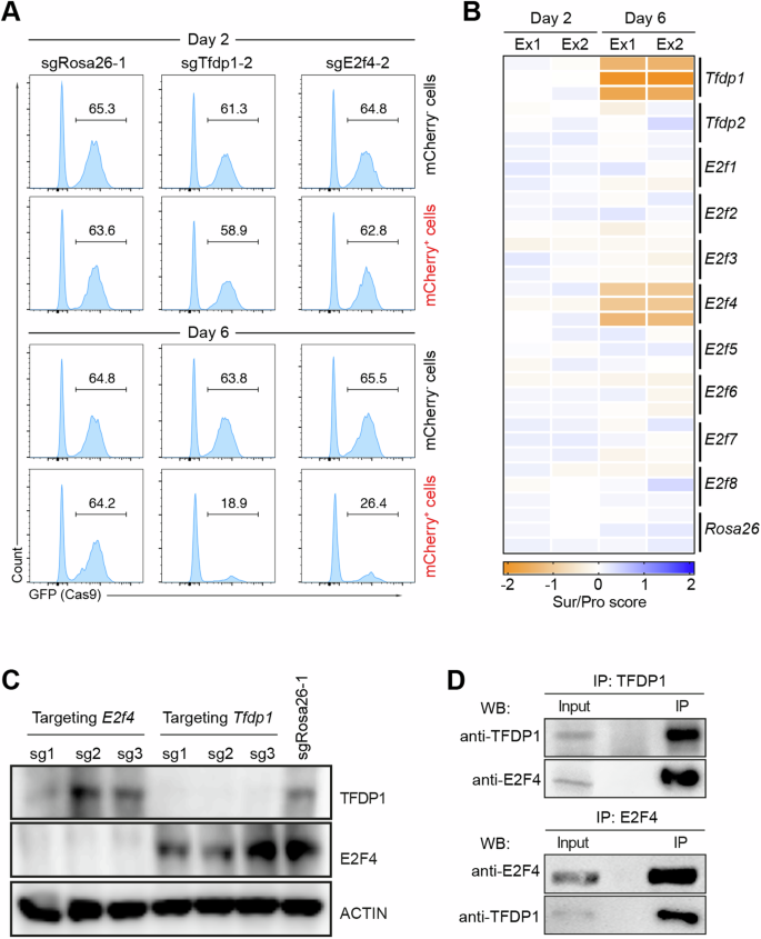Fig. 3: In vitro CRISPR/Cas9-mediated screen to identify E2F members important for HSPC expansion.