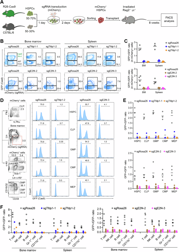 Fig. 4: Functional validation of Tfdp1 and E2f4 in hematopoiesis in vivo.