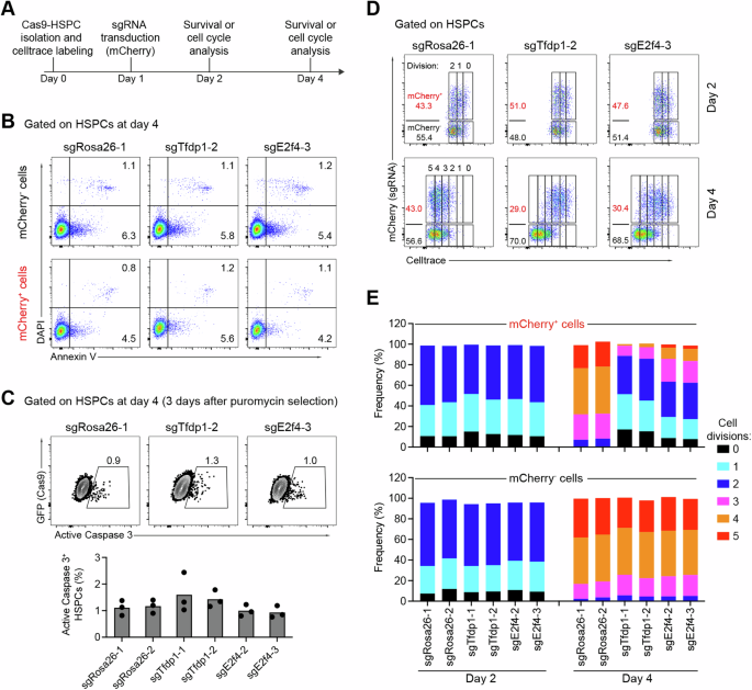 Fig. 5: TFDP1 and E2F4 regulate HSPC proliferation, but not apoptosis.